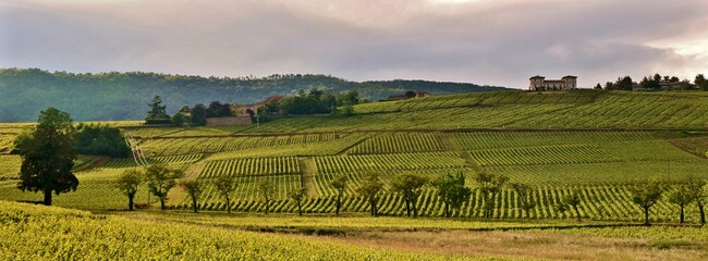 Vignoble de Brouilly dans le Beaujolais.