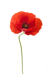 Obraz premium Vibrant Red Poppy Flower Isolated on White