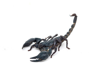 scorpion isolated on white