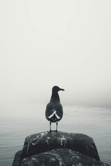 Minimalist aesthetic background with a silhouette of a seagull against a bright sky, framed in white,