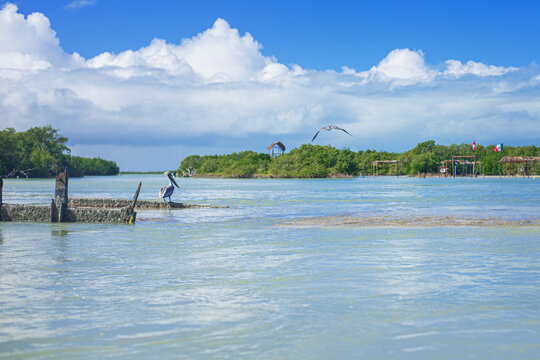pelicans rest on a rocky island of chuburna mangrove