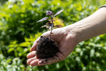 A male farmer holds a basil seedling in his hands. Agriculture and farming concept.