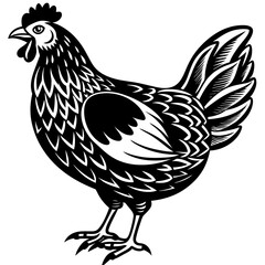 a black and white full chicken animal vector