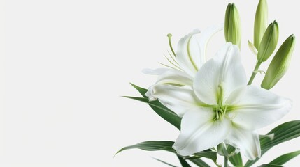Fototapeta premium Beautiful close-up of white lily with green buds.