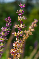 Deep violet-blue flowers, Salvia nemorosa Ostfriesland. Tall purple flower . Salvia, Nepeta. Balkan Clary - Salvia sylvestris