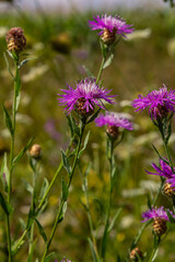 Centaurea jacea, the Brown Knapweed, known also as Brown-rayed Knapweed, Brownray Knapweed and Hardheads