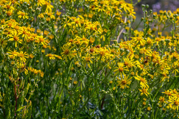 Yellow flowers of Senecio vernalis closeup on a blurred green background. Selective focus