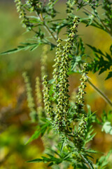 Ambrosia trifida, the giant ragweed, is a species of flowering plant in the family Asteraceae