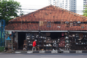an old-fashioned pet shop that sells several types of pigeons