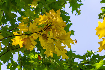 yellowed maple leaves on a blue sky background in autumn on a sunny day