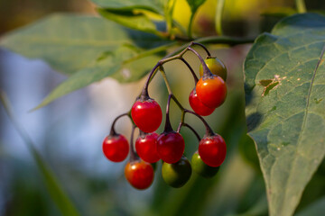 Red berries of woody nightshade, also known as bittersweet, Solanum dulcamara seen in August