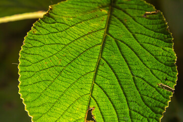 Green leaves background. Green leaves color tone dark in the morning