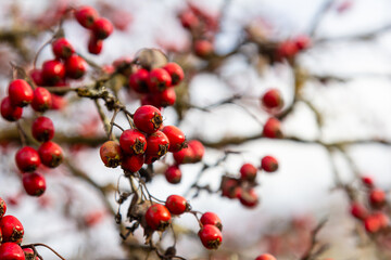 Green branches of hawthorn strewn with red berries