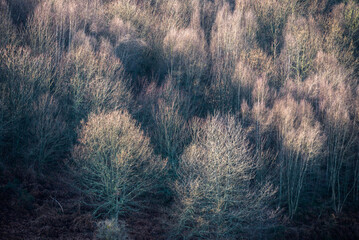 Delicate pattern formed by faintly illuminated bare branches in a winter forest