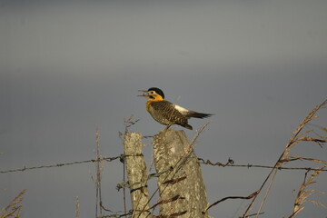great crested grebe