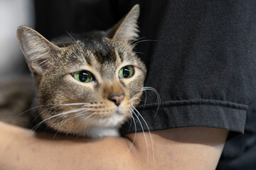 A tabby cat with green eyes being held by a person, displaying a content expression