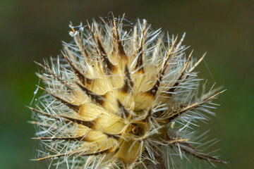 Small teasel Dipsacus pilosus seed head in winter. Dead inflorescence covered in melting frost, backlit by sunlight on prickly plant in the family Dipsaceae