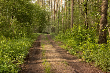 Obraz premium byroad in the forest, A rut among the wild nature. Travel concept.