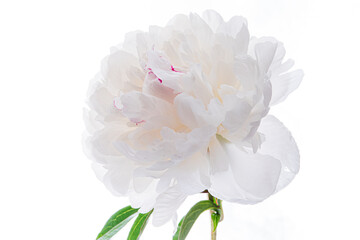 fresh peony on the white background