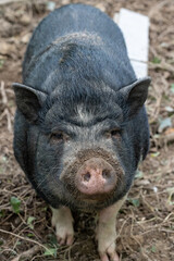 Frankreich Naturpark Morvan