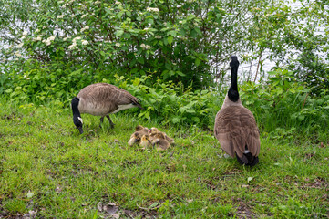 Wild Goose  with chicks  on the meadow
