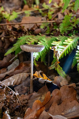 A mushroom in the forest