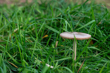A mushroom in a green meadow