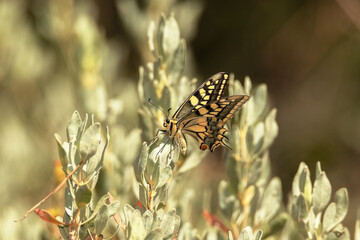 Mariposa Papilio machaón en libertad