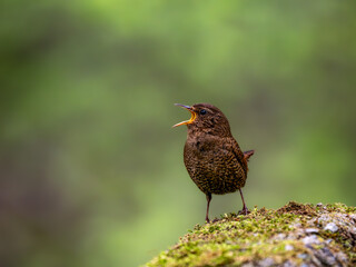 森の中で苔の生えた岩に留まってさえずっているミソサザイ