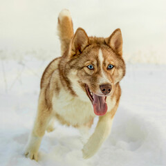 Husky dog genetically close to gray wolf. Close up angry hunting wild wolf or husky dog with blue eyes fast running in snow cold winter field. Close up wolf or dangerous hysky dog isolated on white