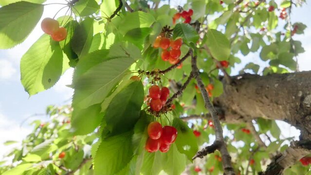 A tree with many red cherries hanging from it. The cherries are ripe and ready to be picked