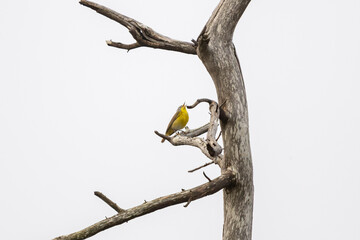 Nashville Warbler