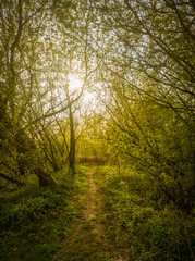Obraz premium Back lit path through riparian forest.