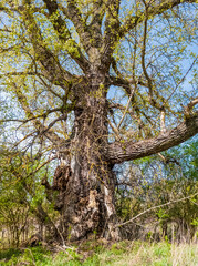 Black poplar tree in springtime
