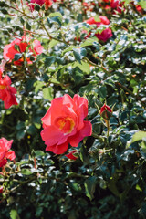 red roses in garden