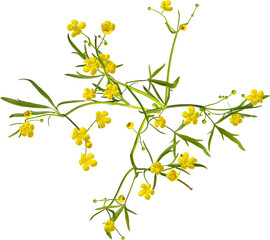 Top view of Meadow Buttercup plant with yellow flowers