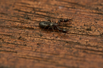 Details of a Pseudoscorpion on a brown wood