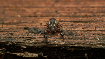 Details of a Pseudoscorpion on a brown wood