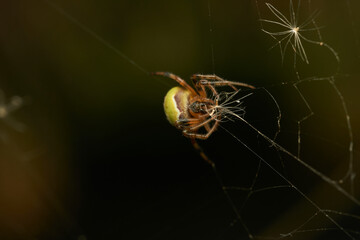 A green lemon spider in its web
