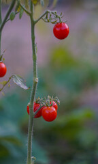 Small tomatoes hang on the branch