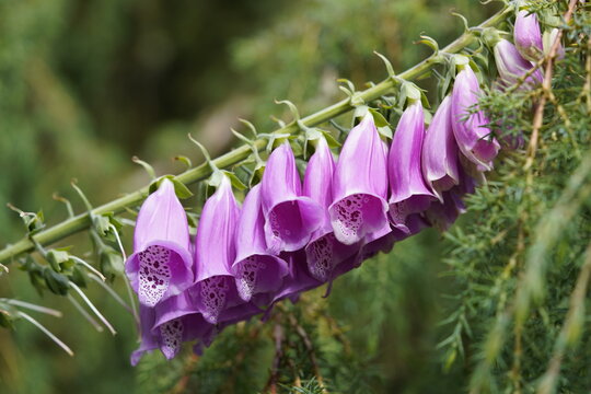 Digitalis is a genus of about 20 species of herbaceous perennials, shrubs, and biennials commonly called foxgloves. Plantaginaceae family. Hanover &ndash; Berggarten, Germany.