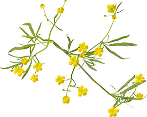 Top view of Meadow Buttercup plant with yellow flowers