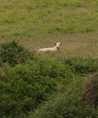 cow in the field