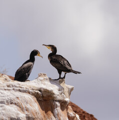 shag birds on a rock 
