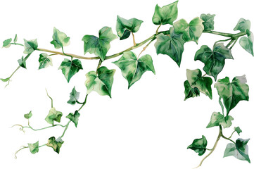 ivy vine watercolor painting isolated on transparent background.
