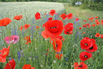 Red poppy on a green field, close-up.Natural background.