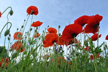 Red poppy against the blue sky.Nature background.