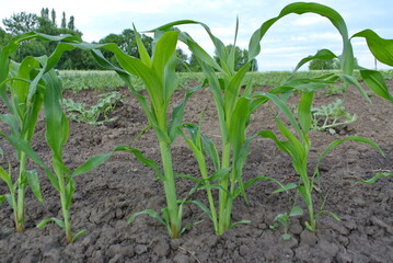 Young corn shoots in the garden.