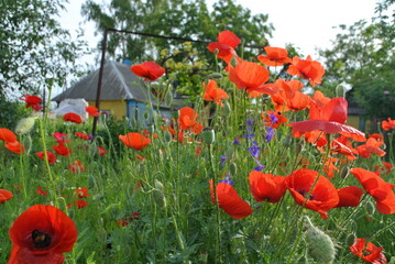 Red poppy on a green field, close-up.Natural background.