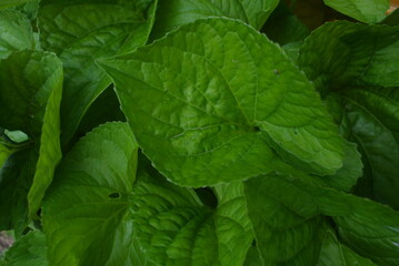 mint leaves